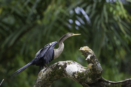 Wildlife in Costa Rica, tropical bird Anhinga. Rufous Darter or snakebird on a dead branch in nature.の写真素材