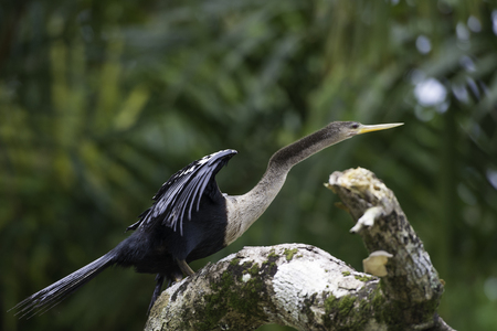 Wildlife in Costa Rica, tropical bird Anhinga. Rufous Darter or snakebird on a dead branch in nature.の写真素材