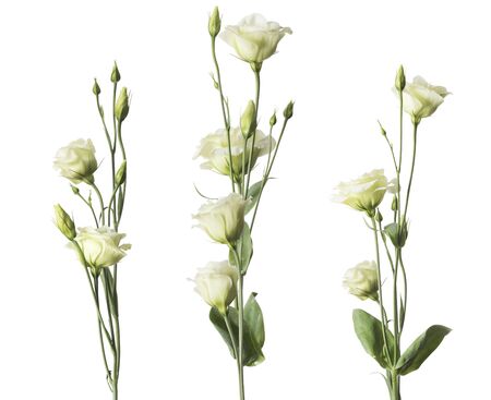 Three bunches of roses flowers isolated over white backgroundの写真素材