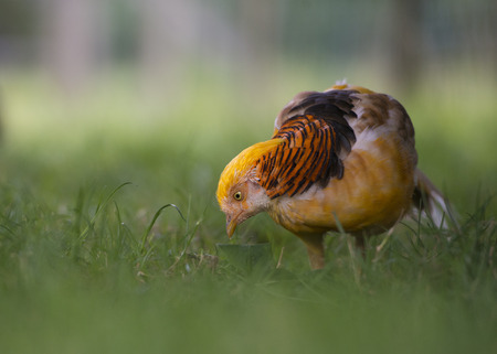 Close up of a male yellow golden pheasant (Chrysolophus Pictus Mut Luteus) on green grass with low depth of fieldの写真素材