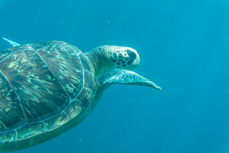 A sea turtle swims underwater in tropical seasの写真素材