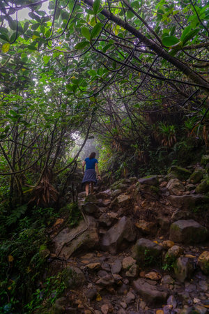 A woman walks in a dense forest towards the lightの写真素材