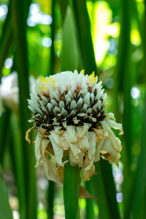A white elegant flower head in the jungleの写真素材