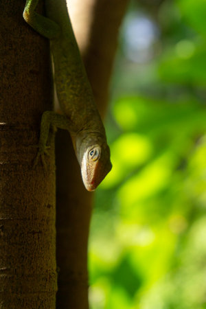 A gecko on a tree in the jungleの写真素材