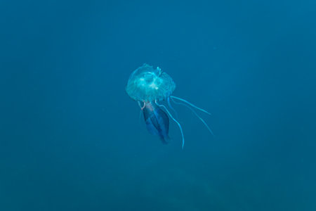 A jellyfish in the sun underwaterの写真素材