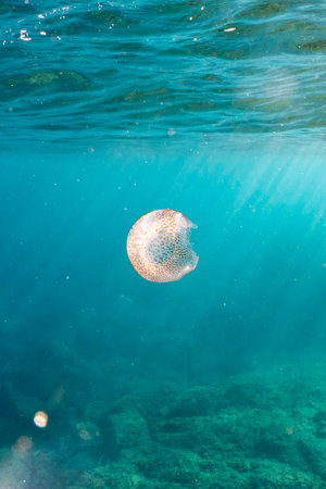 A jellyfish in the sun underwaterの写真素材