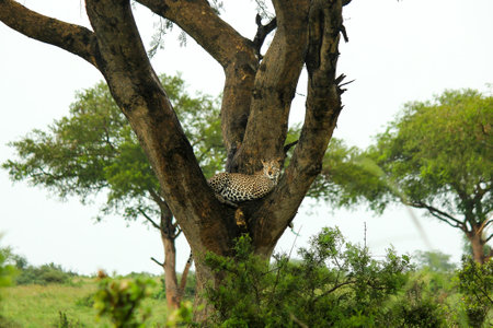 A leopard resting in a treeの写真素材