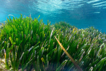 Green algae underwater in the seaの写真素材
