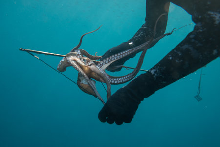 A man spearfishing an octopus in the seaの写真素材