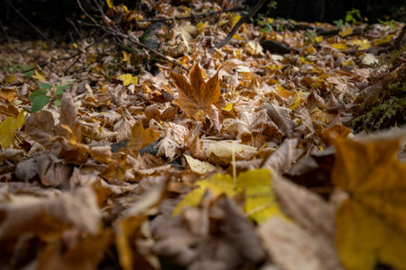 Autumn leaves on the floor in forest