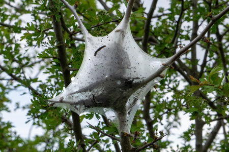 Massive spider web in grey weatherの写真素材