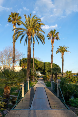 Portrait of path between palm trees in a parkの写真素材
