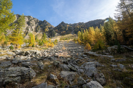 Sunny forest in the mountainsの写真素材