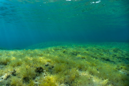 Bottom green algae underwater sea sun light