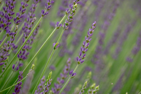 Lavender field close up in France