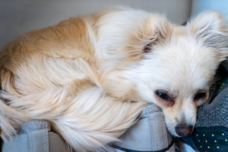 Pomeranian sleeping on shoes in an apartmentの写真素材