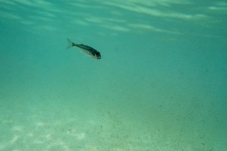 A tiny fish swimming in shallow waters