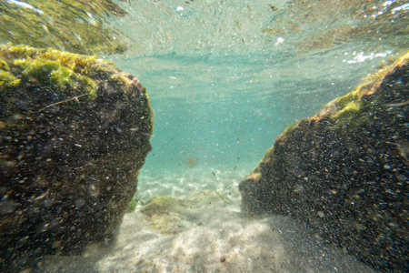 Algae rock underwater green reflectionの写真素材