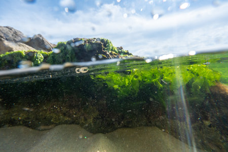 Split photography rock green underwater