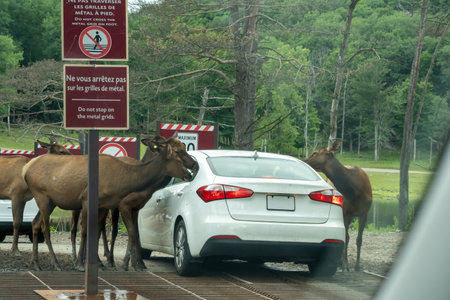 A car is surrounded by deersの写真素材