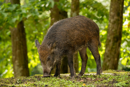 A boar in a green and dense forestの写真素材