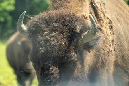 Close up of a bisonの写真素材