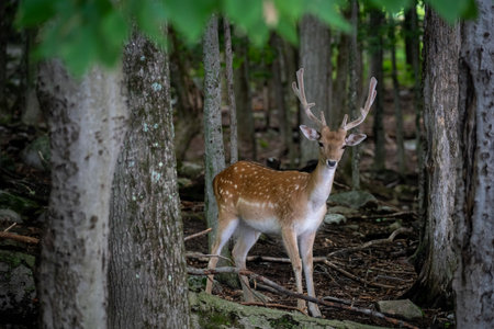 Young deer in the forestの写真素材