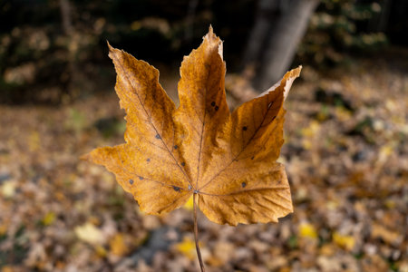 A brown autumn leaf in the forestの写真素材