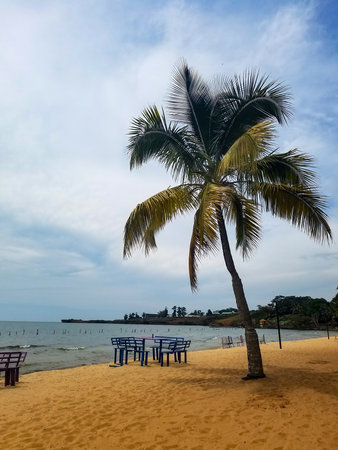 Palm tree on a beach Ugandaの写真素材