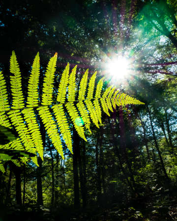 A fern leaf on the ground in the Forest of TronÃ§ais