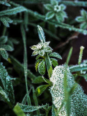 Macro of frozen grasses and nettles in winterの写真素材