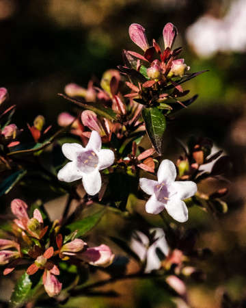 Flowers in a treeの写真素材