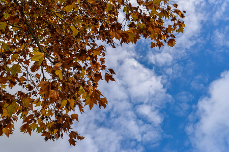 Autumn colorsの写真素材