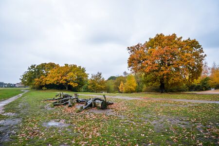London/UK - 11/11/19 - Bright colors in Epping Forest - Londonの写真素材