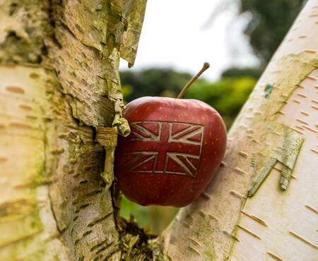 An apple with a British union jack flag on in an English gardenの写真素材