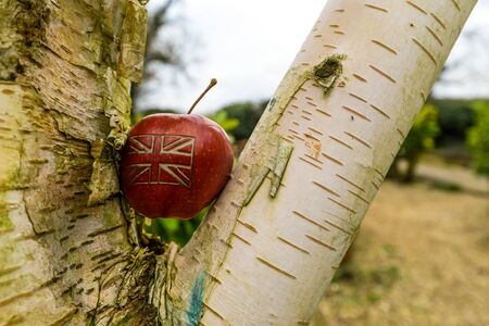 An apple with a British union jack flag on in an English garden