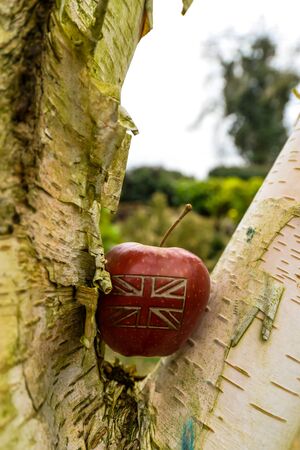 An apple with a British union jack flag on in an English gardenの写真素材