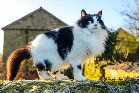 A fluffy black and white cat walking across an old stone wall in winter