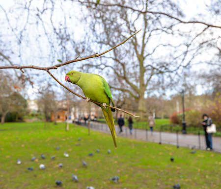 London/UK - 1/28/21 - A man feeding a parakeet in St James Park in London
