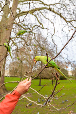 London/UK - 1/28/21 - A man feeding a parakeet in St James Park in London