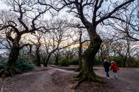 London/UK - 2/15/21 - A couple walking through the woods at sunsetのeditorial素材