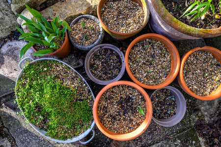 An array of different potten plants