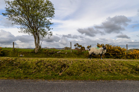 Sheep wild grazing the Dartmoor National Parkの写真素材