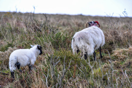 Sheep wild grazing the Dartmoor National Parkの写真素材
