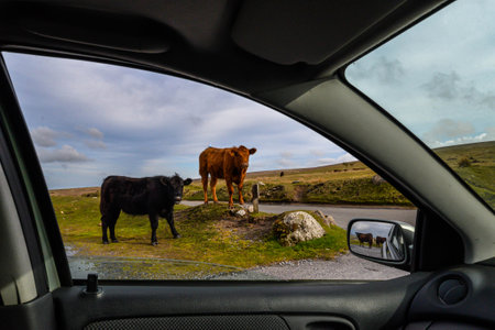 A cow and a cow looking out of the car window on the Isle of Skyeの写真素材