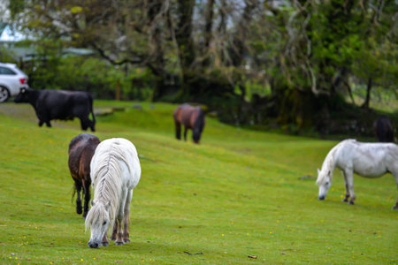 A herd of horses grazing on a green meadow in the countrysideの写真素材