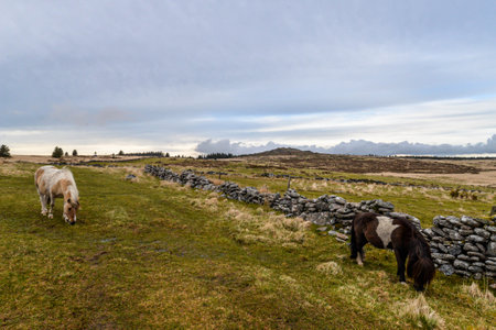 Icelandic horses grazing in a field with dry stone wall.の写真素材