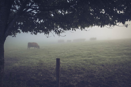 Cows graze in the meadow on a foggy morning.の写真素材