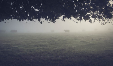 Foggy morning in the meadow with cows and trees.の写真素材