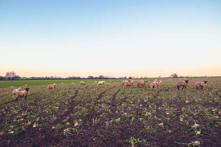 Sheep in winter in rural United Kingdom